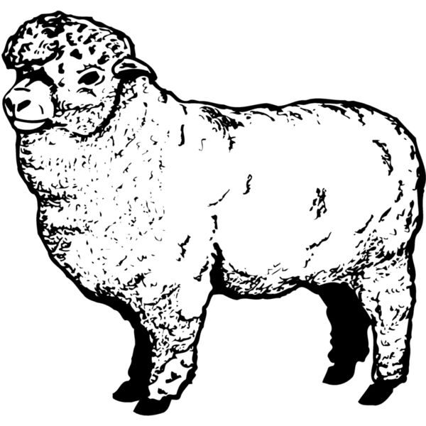 SHEEP004 Thumbnail